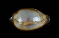 藏品(瑪瑙寶螺)的圖片